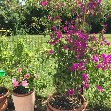 La Mediterranea Bed & Breakfast Passirano