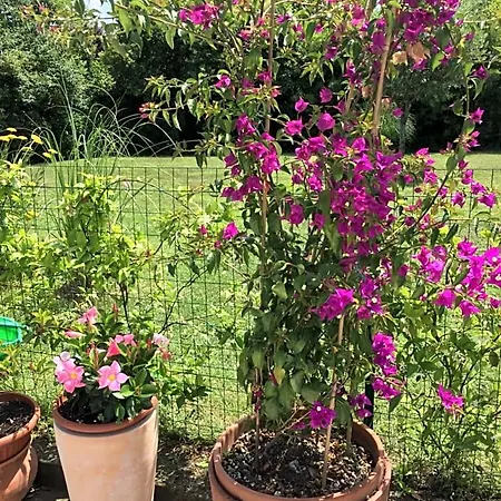 La Mediterranea Bed & Breakfast 3*